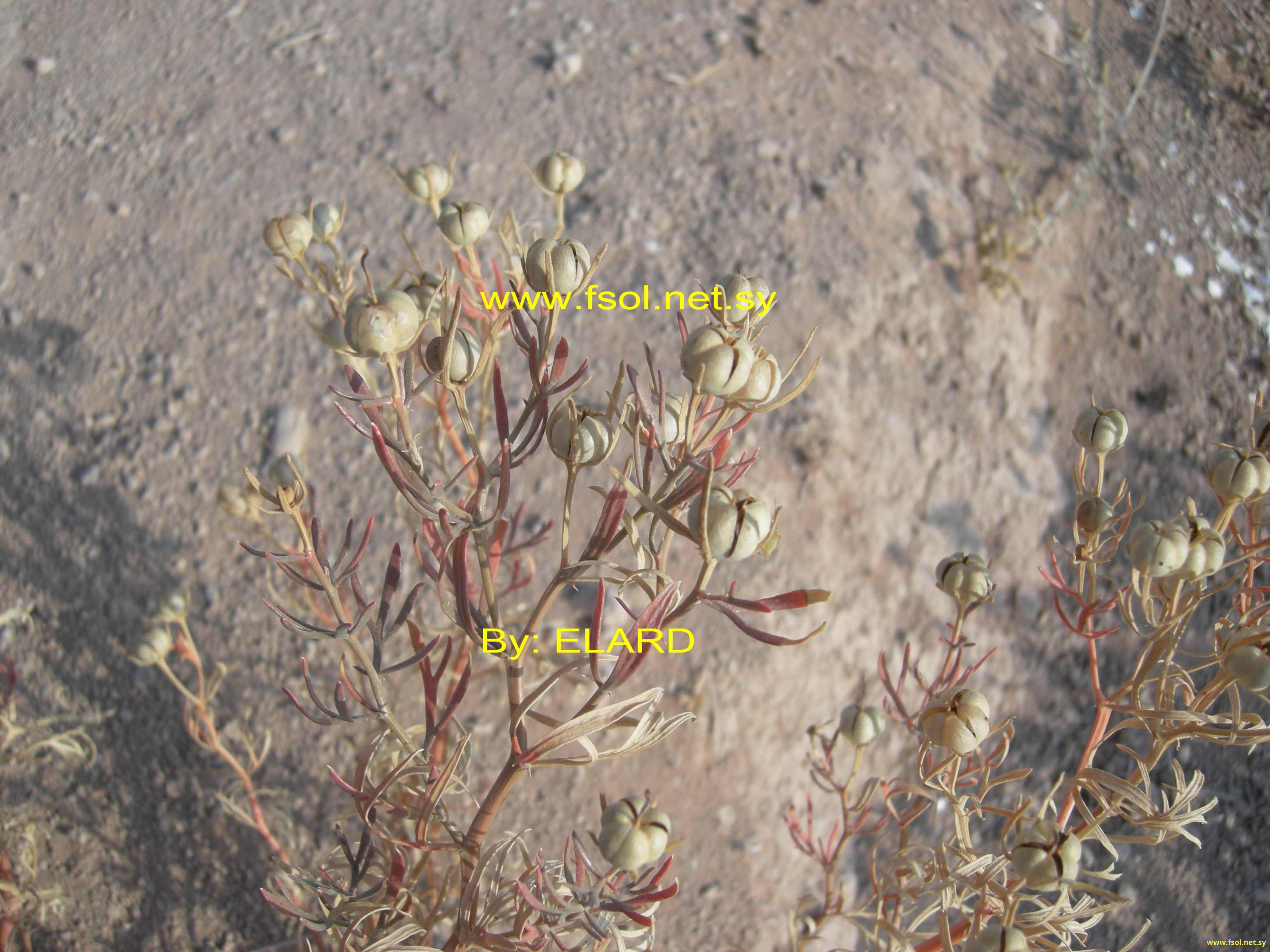 Peganum harmala L.